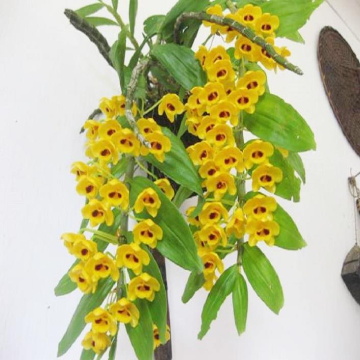 1 bó lan phi điệp vàng rừng tây bắc siêu to, hoa siêu đẹp