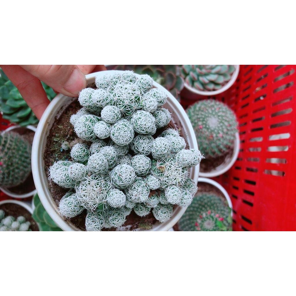 Xương Rồng Trứng Chim