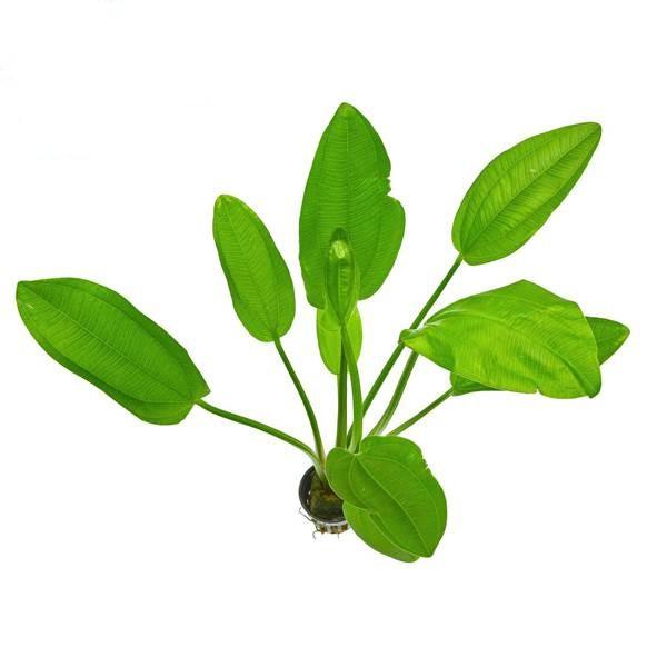CÂY BÁCH THỦY TIÊN MANG LẠI MAY MẮN CHO GIA CHỦ, DỄ TRỒNG