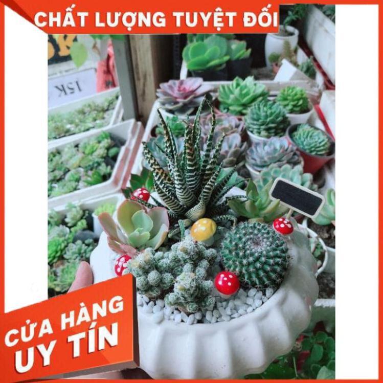 Chậu xương rồng mix Nhiều Người Mua