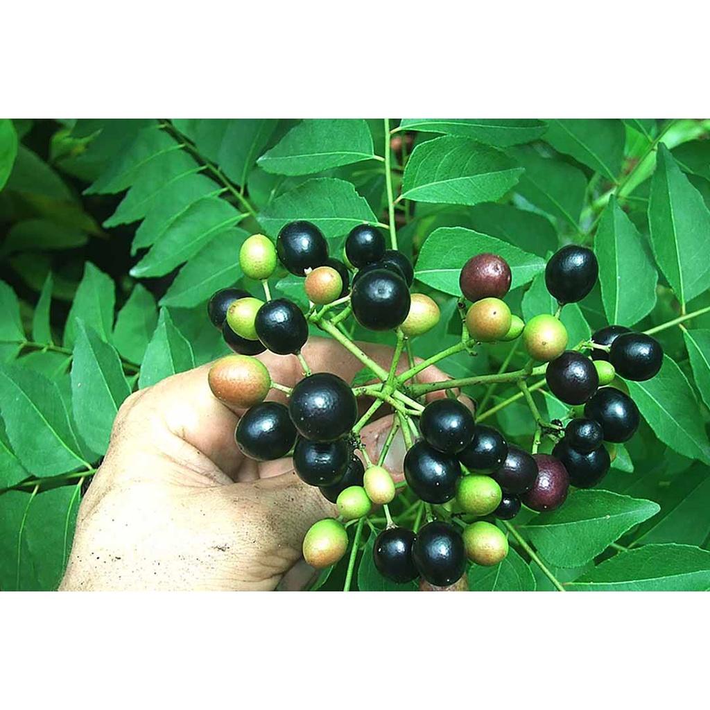 500 GRAM HẠT GIỐNG CÂY XOAN ĐÀO
