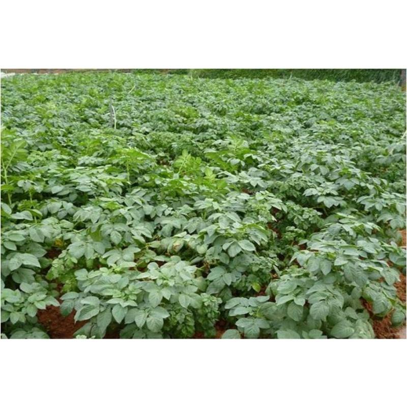 Phân bón Tăng trưởng xanh 50g. Ra rễ mạnh, xanh lá khỏe cây