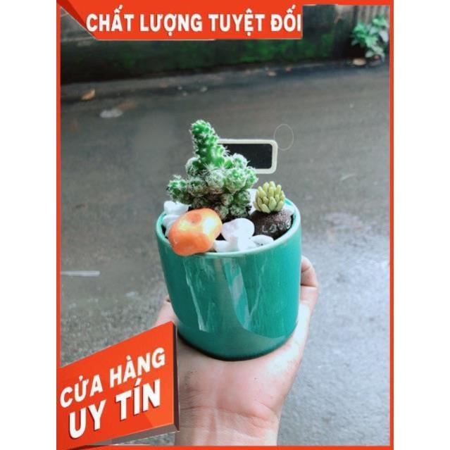 Chậu Xương Rồng Tiểu Cảnh