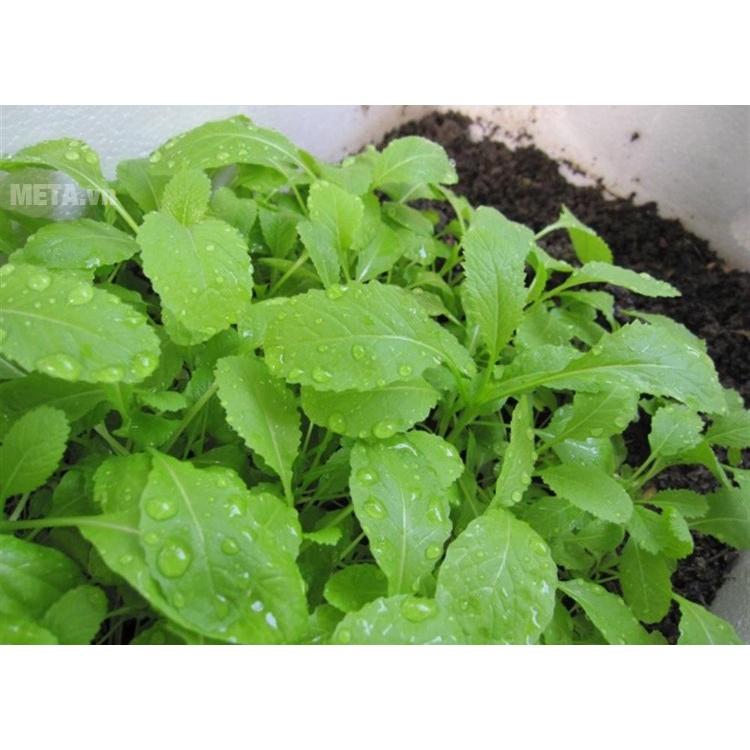 Gói 20g Hạt giống rau cải mơ cao sản - giống tốt nảy mầm đồng đều - Anh nông dân chính hiệu