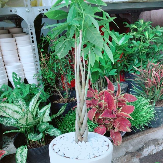 Chậu kim ngân thắt bím 5 thân