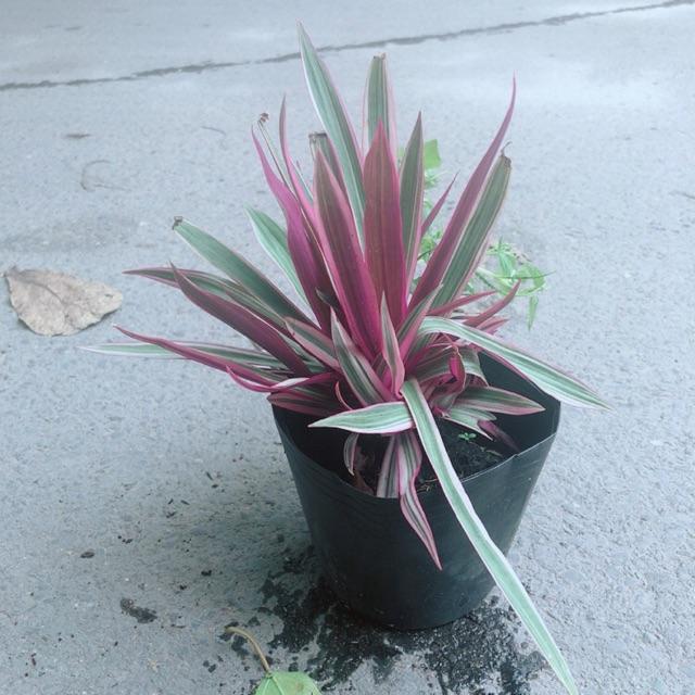 Cây Bảy Sắc Cầu Vòng