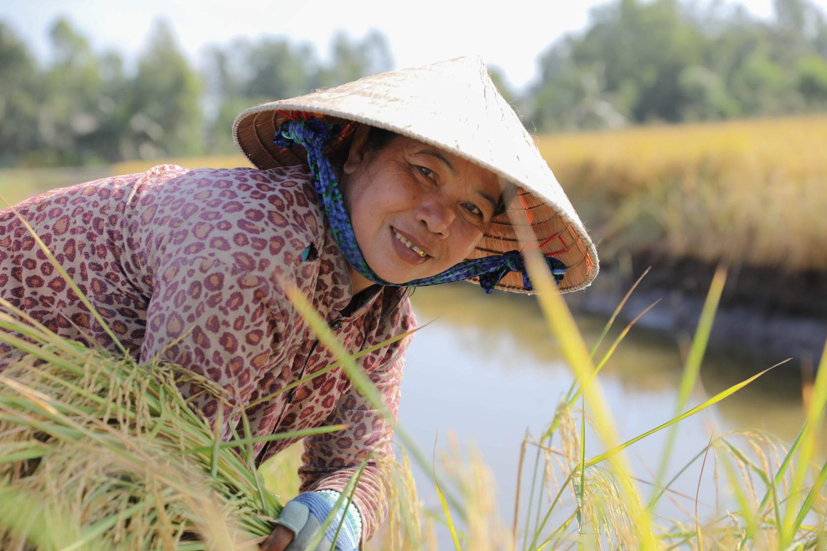 Gạo Nàng Hoa Túi 5kg A An - Mềm, dẻo, thơm nhẹ, ngọt cơm