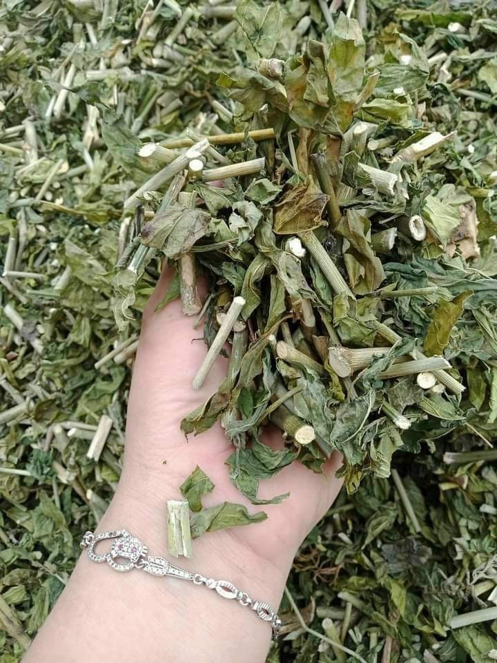 Cây xương khỉ (Cây bìm bịp - Cây mảnh cộng)  - Sản phẩm khô về làm trà ( Gói 500gr)