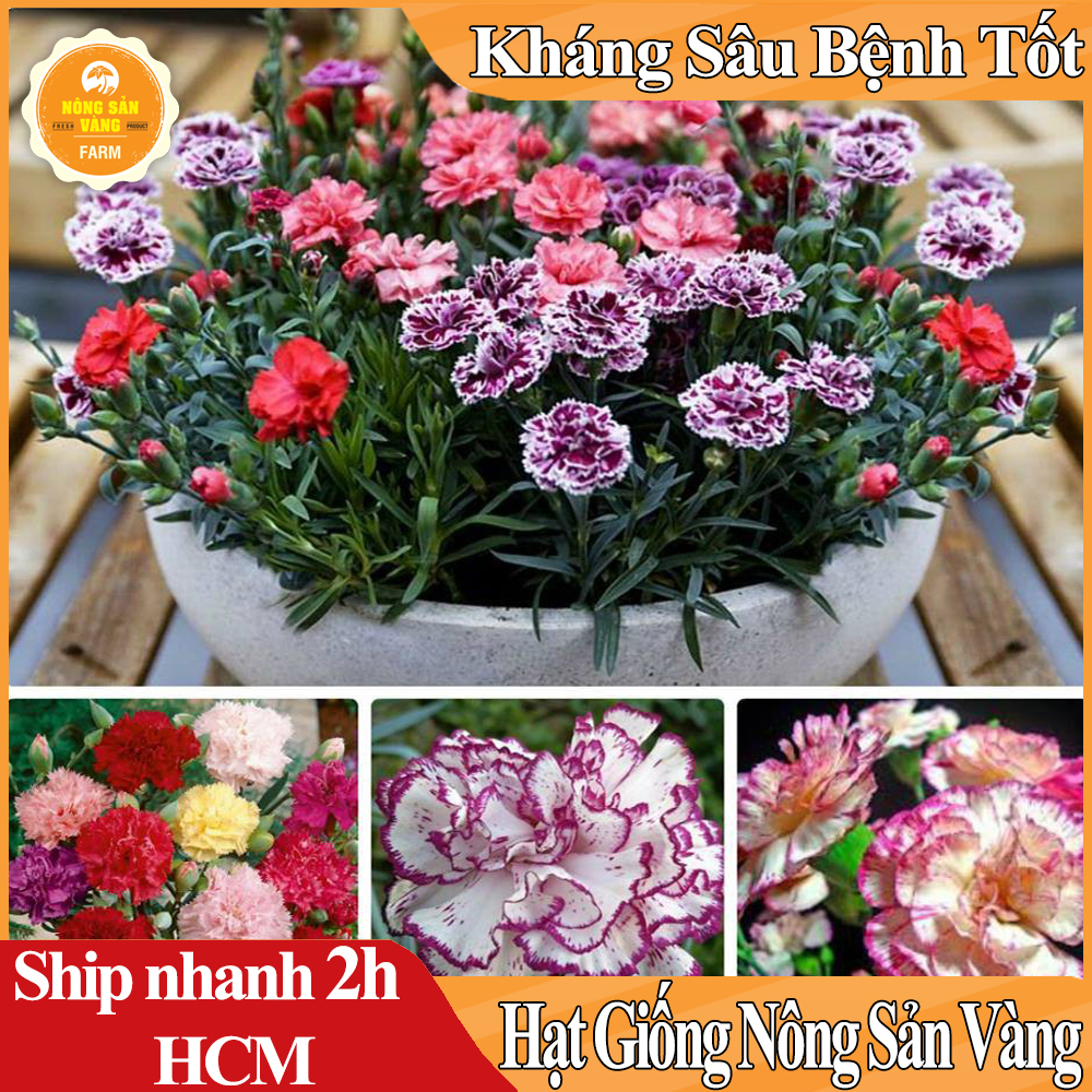Hạt giống Hoa Cẩm Chướng Kép Nhiều Màu Hoa Siêu Đẹp, Dành Cho Người Yêu Hoa - Nông Sản Vàng