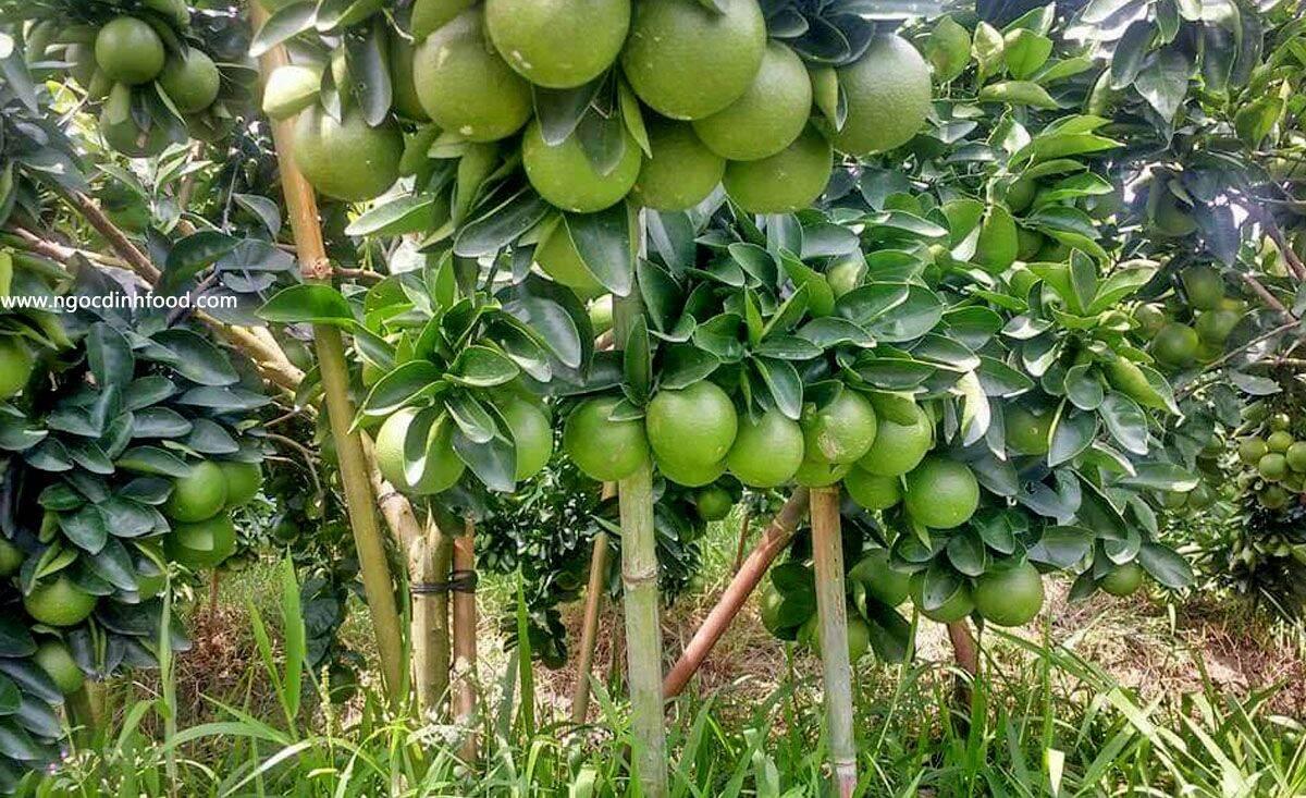 CÂY GIỐNG CAM XOÀN SIÊU SỚM