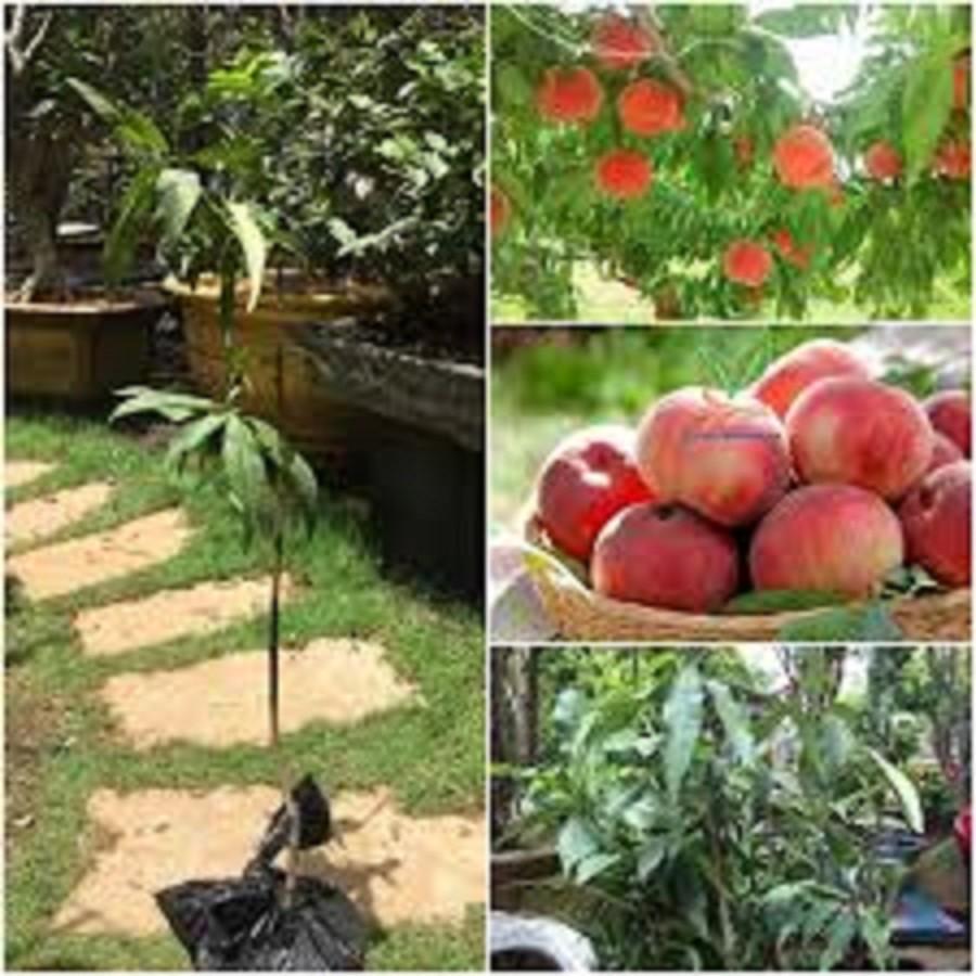 Cây giống ĐÀO TIÊN NHẬT BẢN - NGON,SAI QUẢ - cây giống F1