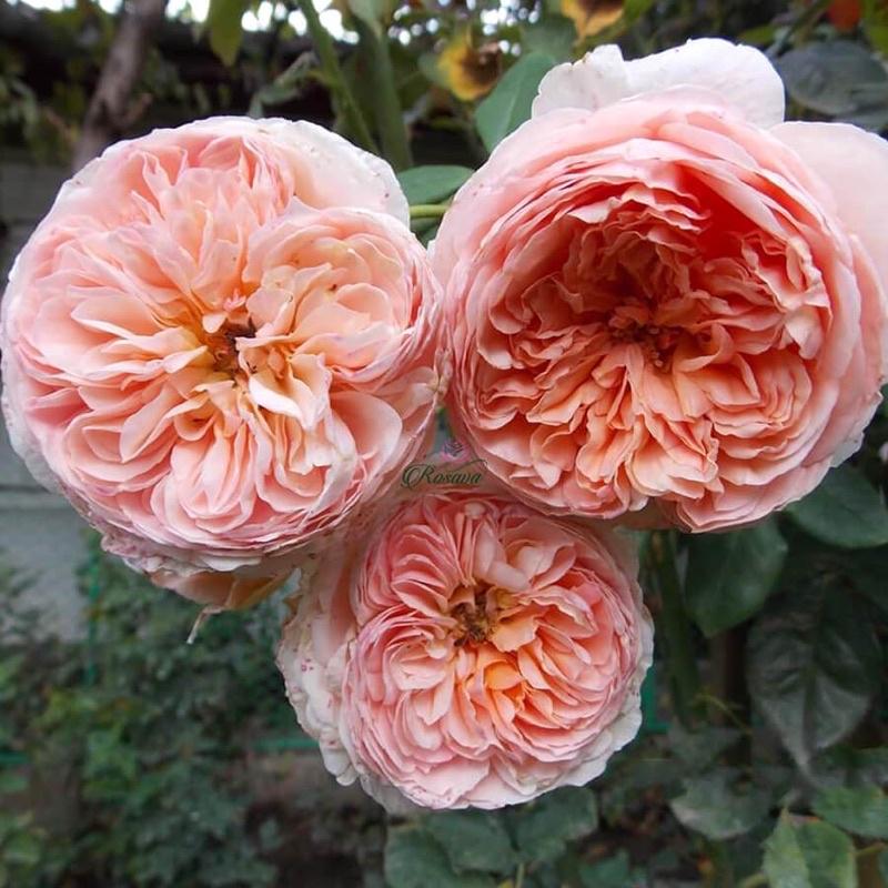 Hoa hồng Abraham Darby Rose ,hồng leo, hoa to, thơm - cây giống rễ trần