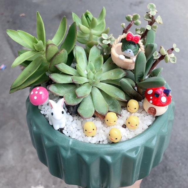 Chậu sen đá tiểu cảnh