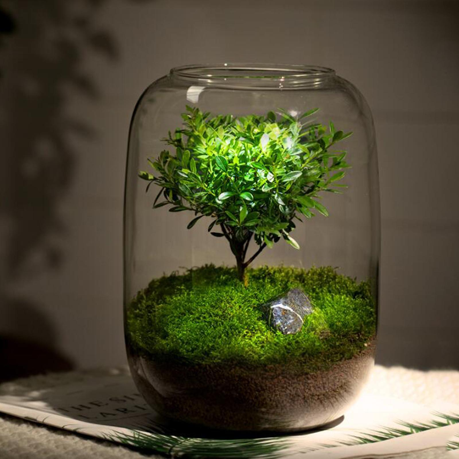 Vase Glass Glass Empty Bottle for Home Office Ornament
