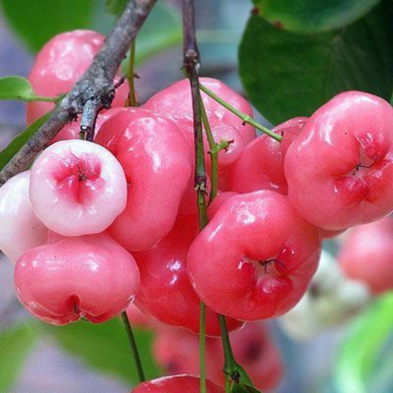 Giống Mận Hoàng Yến Trái Nhỏ Mọng Nước