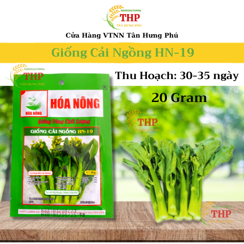 Hạt giống Cải Ngồng HN-19 | Hạt Giống | gói 20gr