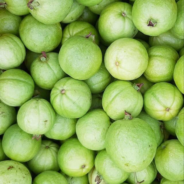 Ổi Găng Đông Dư, giá rẻ, dễ trồng, sai quả, ra quả quanh năm, quả ngâm r, chấm muối ớt hết nước chấm