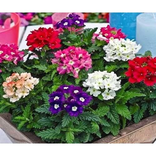 Combo 7 gói hạt giống hoa các loại - tặng 1 phân bón