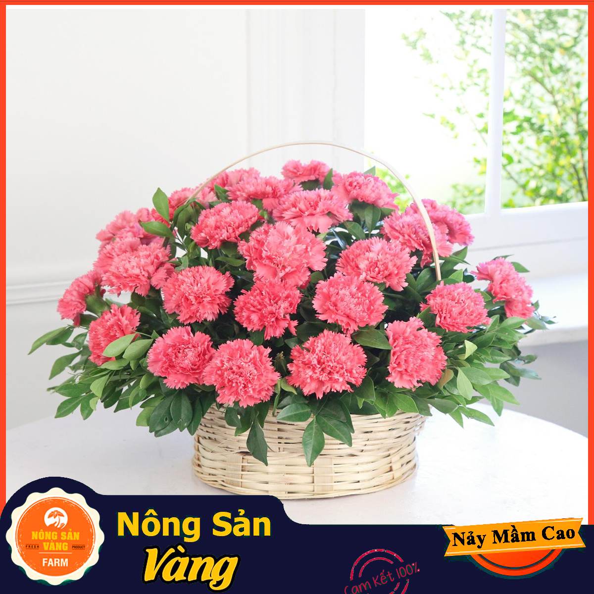 Hạt giống Hoa Cẩm Chướng Kép Mix Màu - Nông Sản Vàng