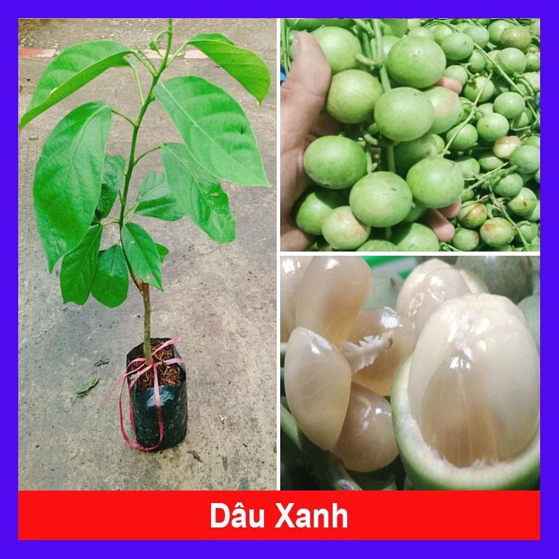 Cây Dâu Xanh - cây ăn quả dễ trồng dễ chăm sóc + tặng phân bón