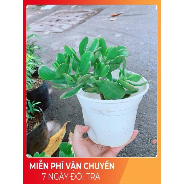 Chậu Ngọc Bích