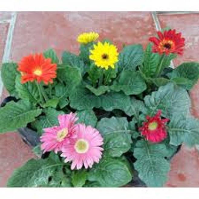 COMBO 2 CÂY GIỐNG HOA ĐỒNG TIỀN CỔ CÁNH KÉP ĐỦ MÀU