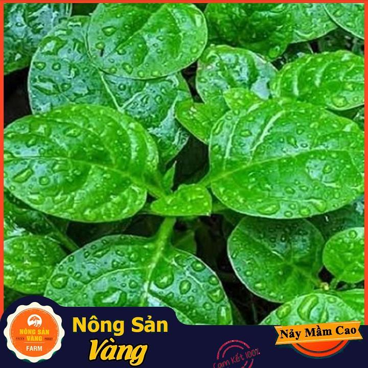 Hạt giống Mồng Tơi Xanh