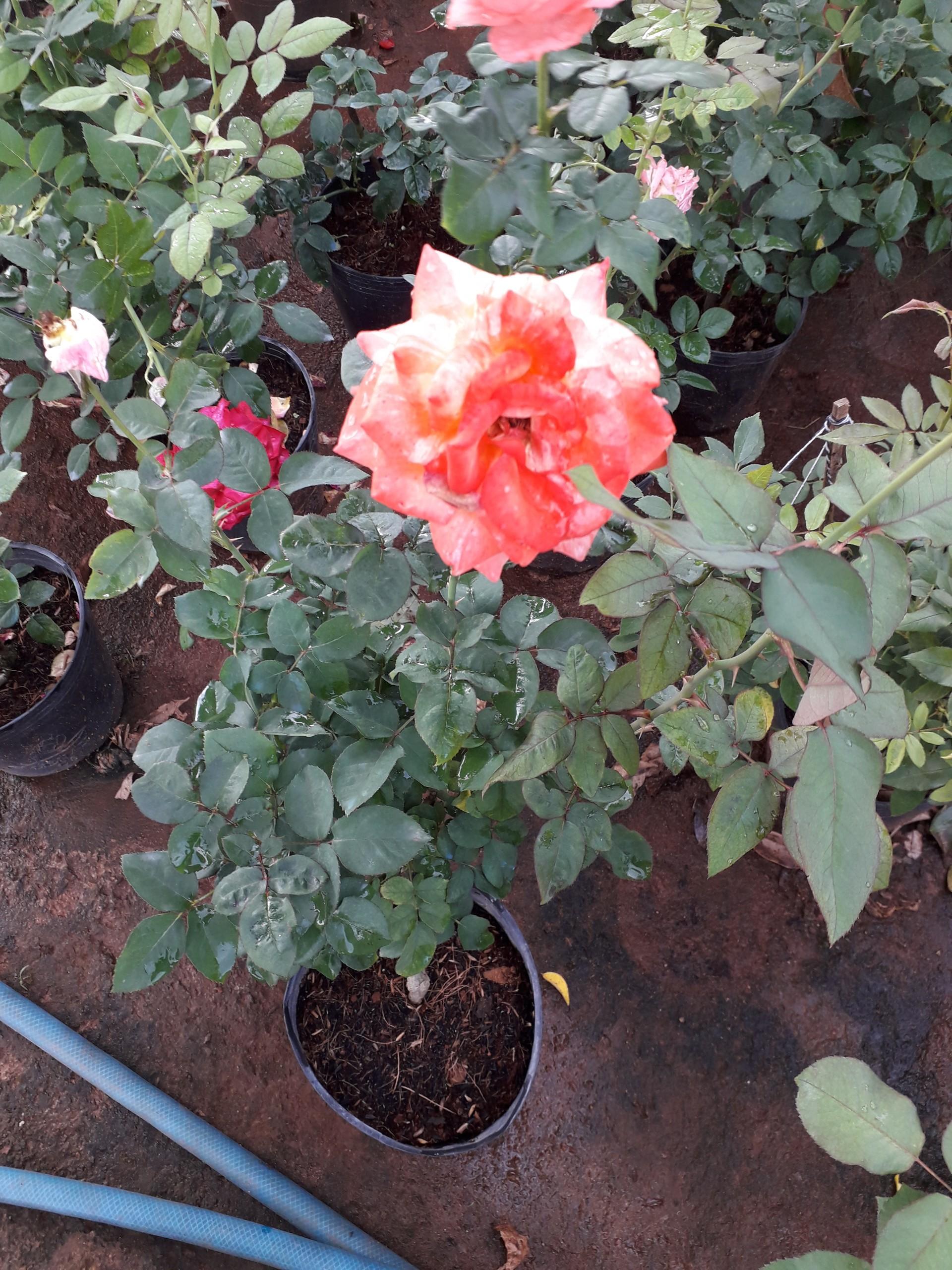CÂY GIỐNG HOA HỒNG NGOẠI ĐẸP NHƯ HÌNH
