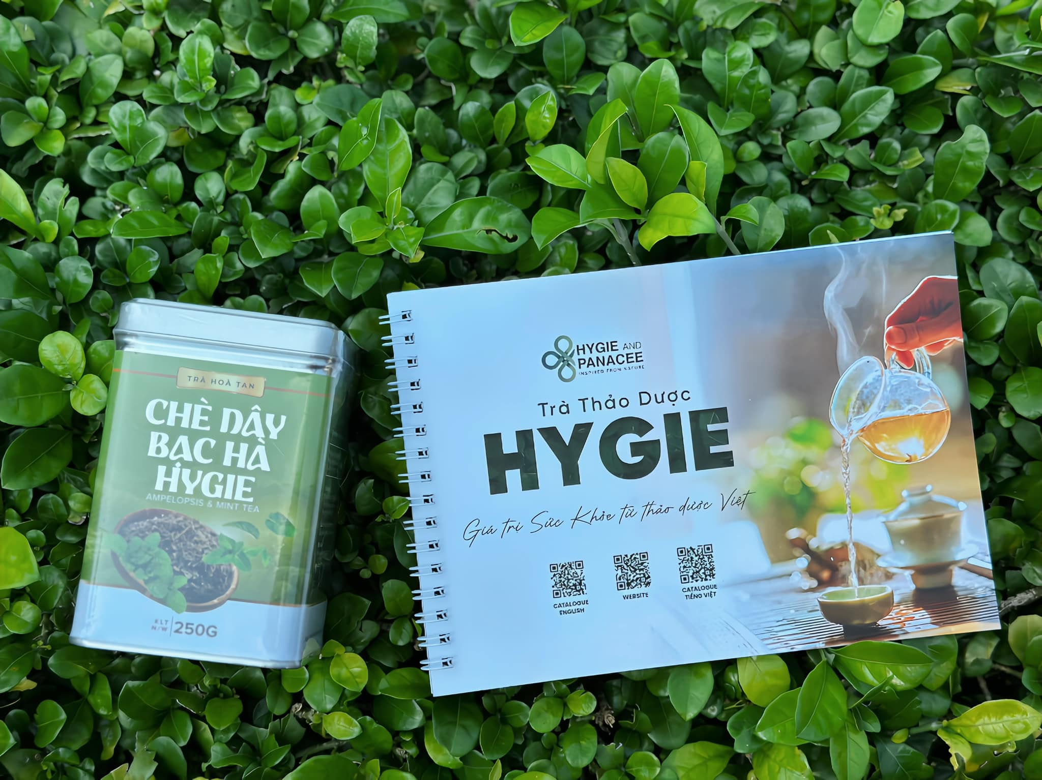 Chè Dây Bạc Hà Hygie - Hộp 250gr 50 ly. Giải pháp khắc phục và phòng ngừa trào ngược dạ dày, dạ dày HP