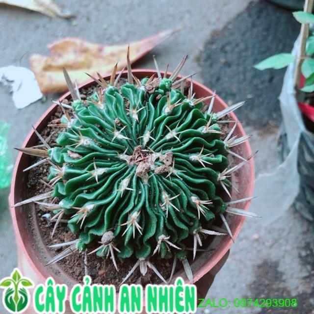 Xương Rồng Trúc Ngọc