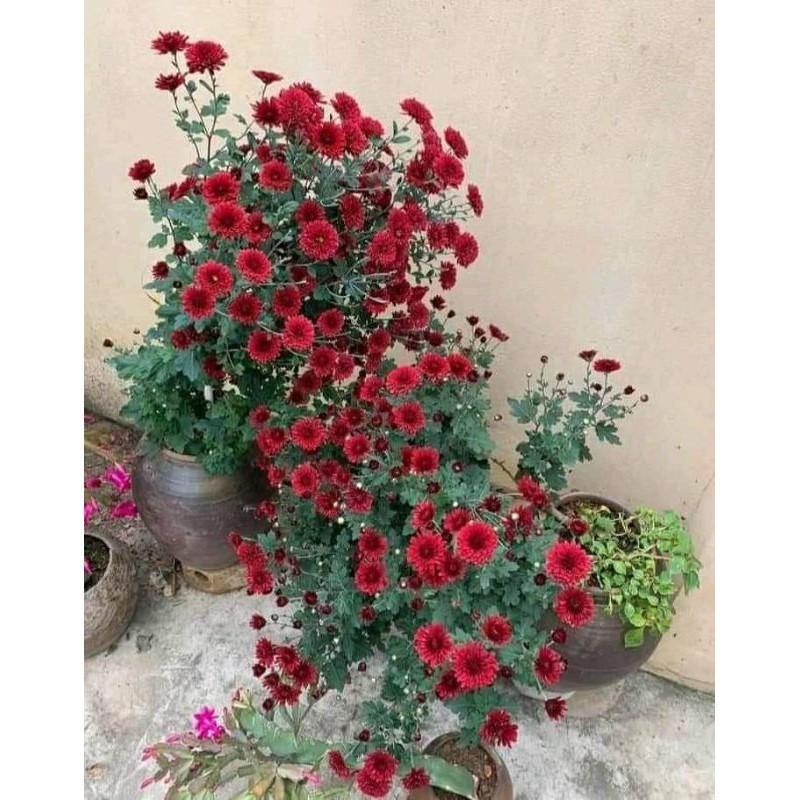 Hoa cúc cổ đỏ sơn la - bịch 3 cây giống to đẹp -Hoa cúc thân gỗ trồng lâu năm