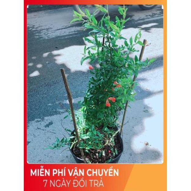 Cây Lựu Cho Nhiều Trái