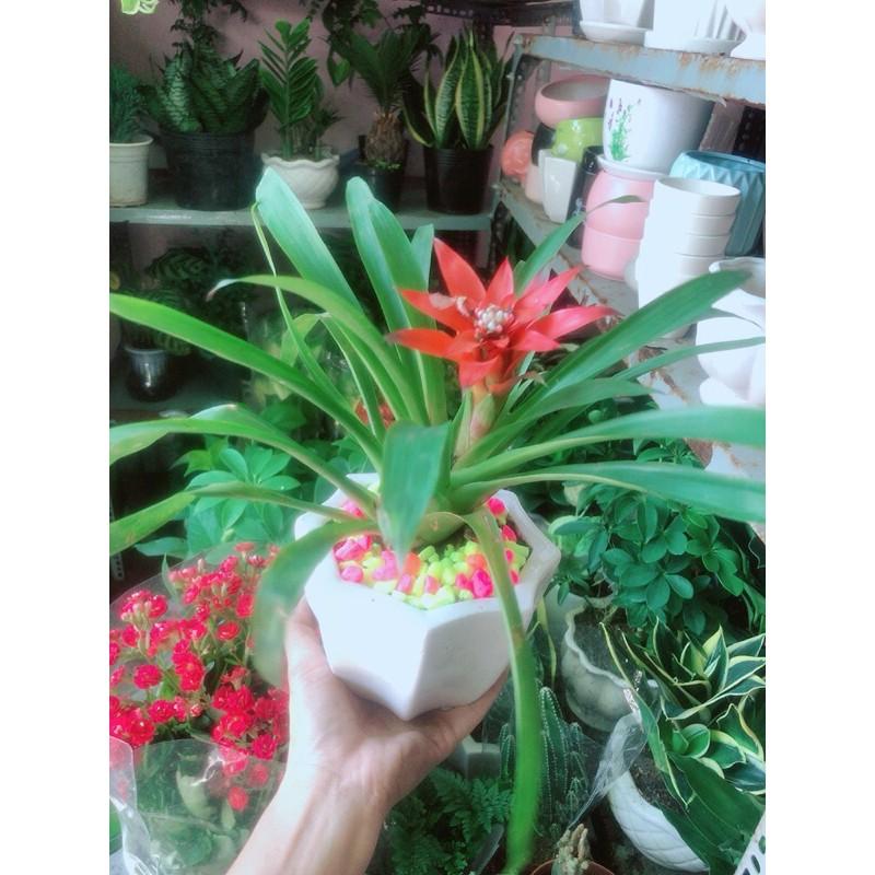 Chậu Phong Lộc Hoa