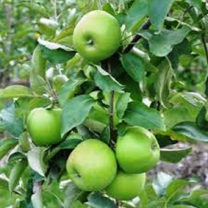 Cây táo ngoại, Cây Táo xanh mỹ, giống táo quả ngon ngọt, siêu sai quả chuẩn giống f1