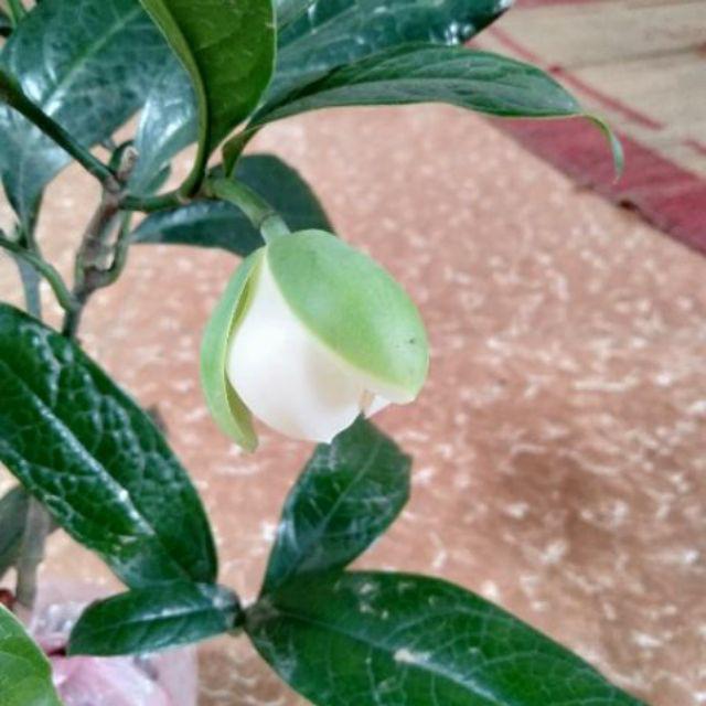CÂY GIỐNG HOA HẢI ĐƯỜNG TRẮNG SIZE NHỎ-
