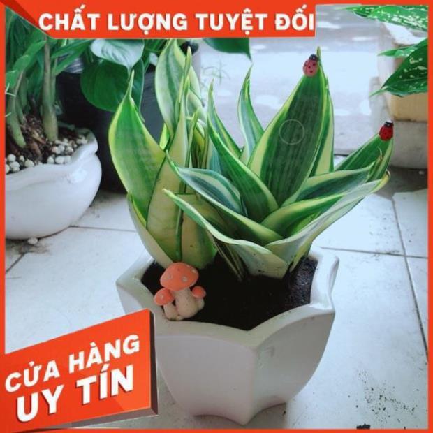 Chậu Lưỡi Hổ Thái Vàng