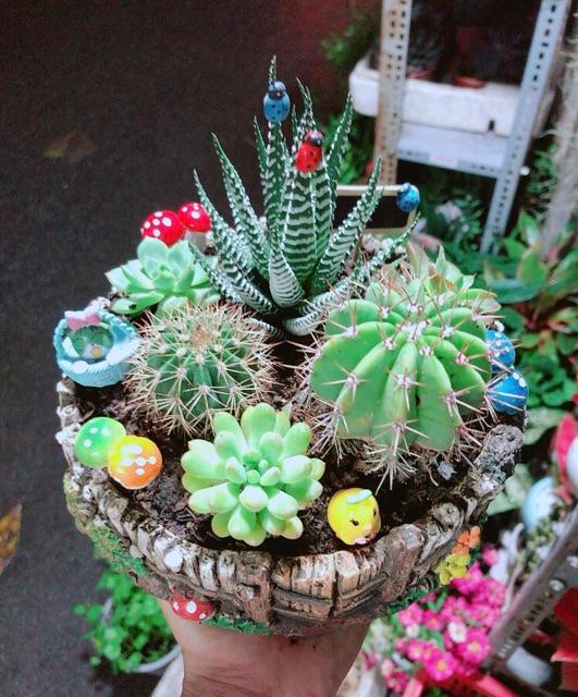 Chậu Xương Rồng Tiểu Cảnh