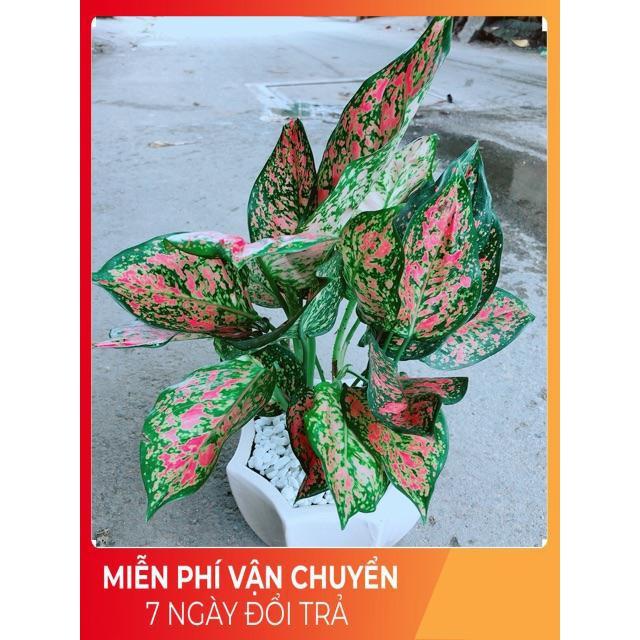Chậu Vạn Lộc