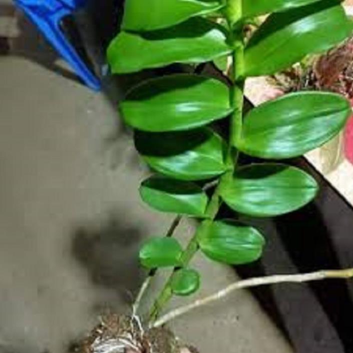 Hoa lan phi điệp- mít xuân sơn+ 700g phân thỏ hữu cơ