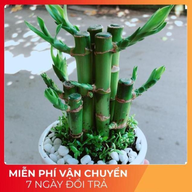 Chậu Trúc Phát Tài