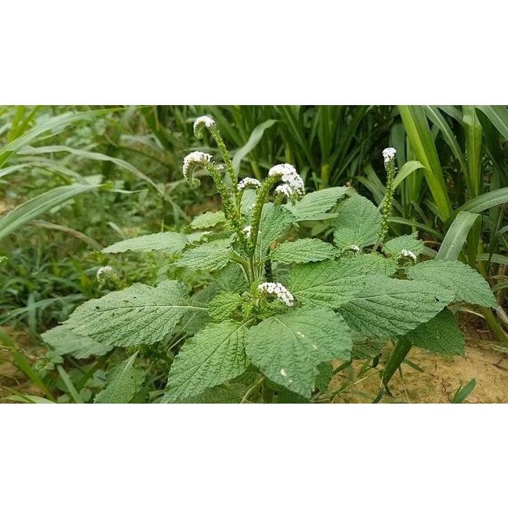 Cây vòi voi - bầu 1 cây lớn