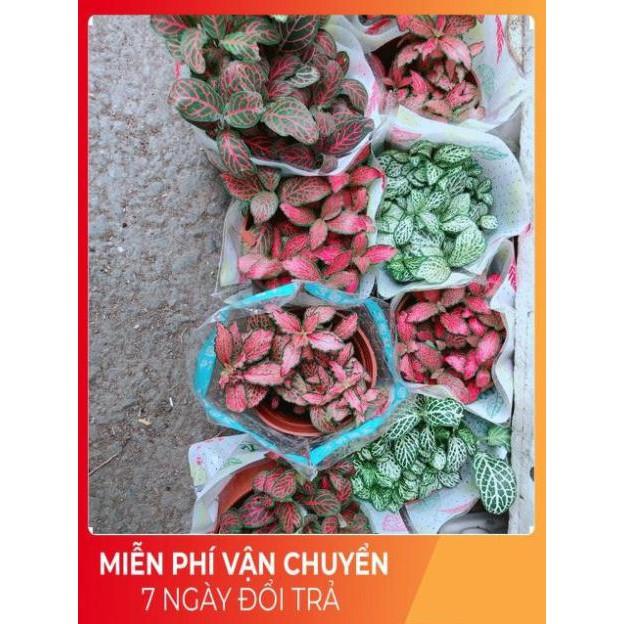 Cây Cẩm Nhung