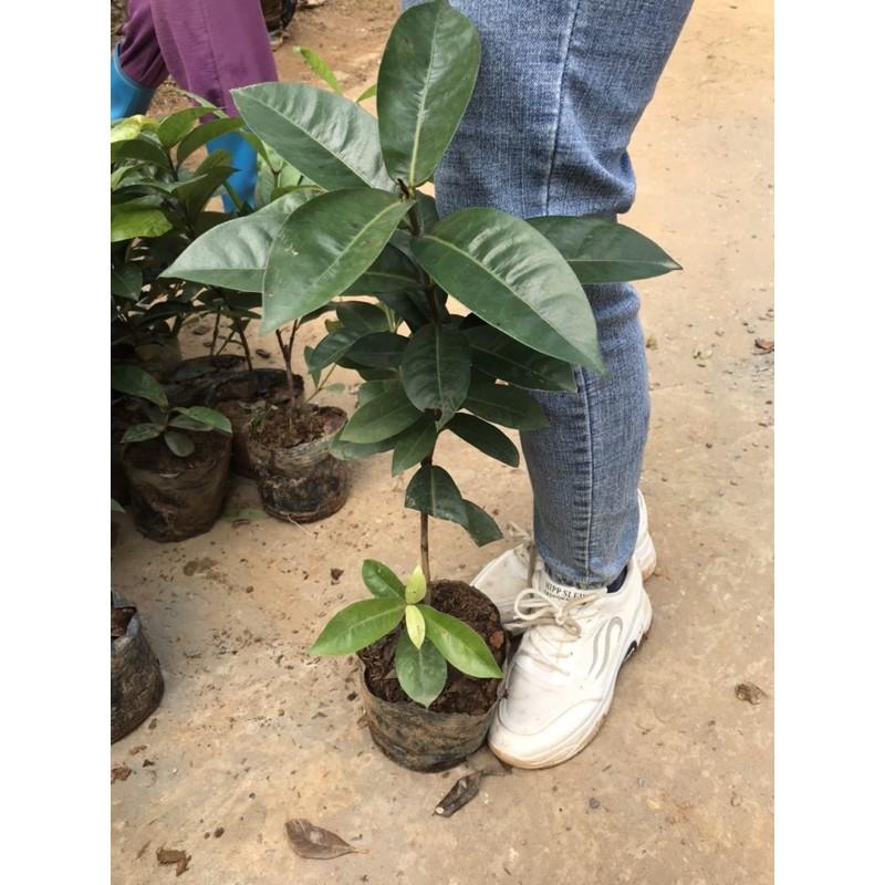 Cây mẫu đơn mỹ hồng cao 45-50cm