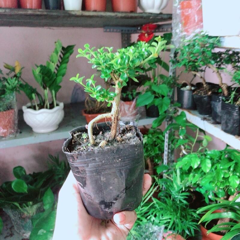 Sam Hương Bonsai Mini