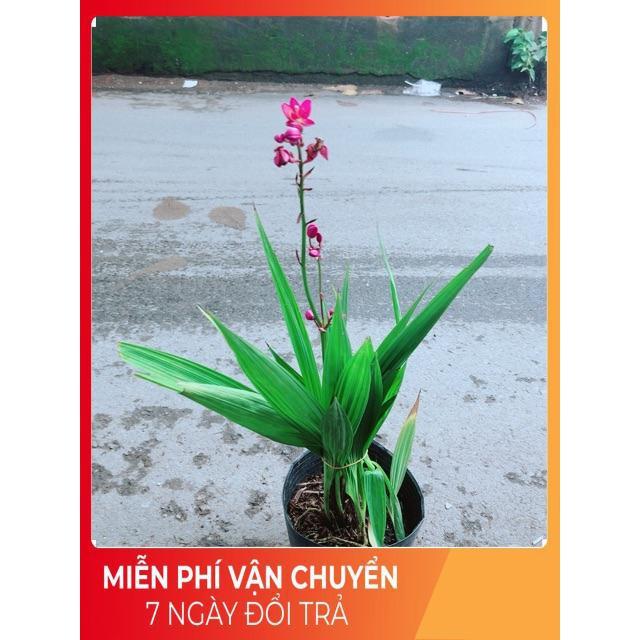 Cây Lan Đất Có Hoa Màu Tím