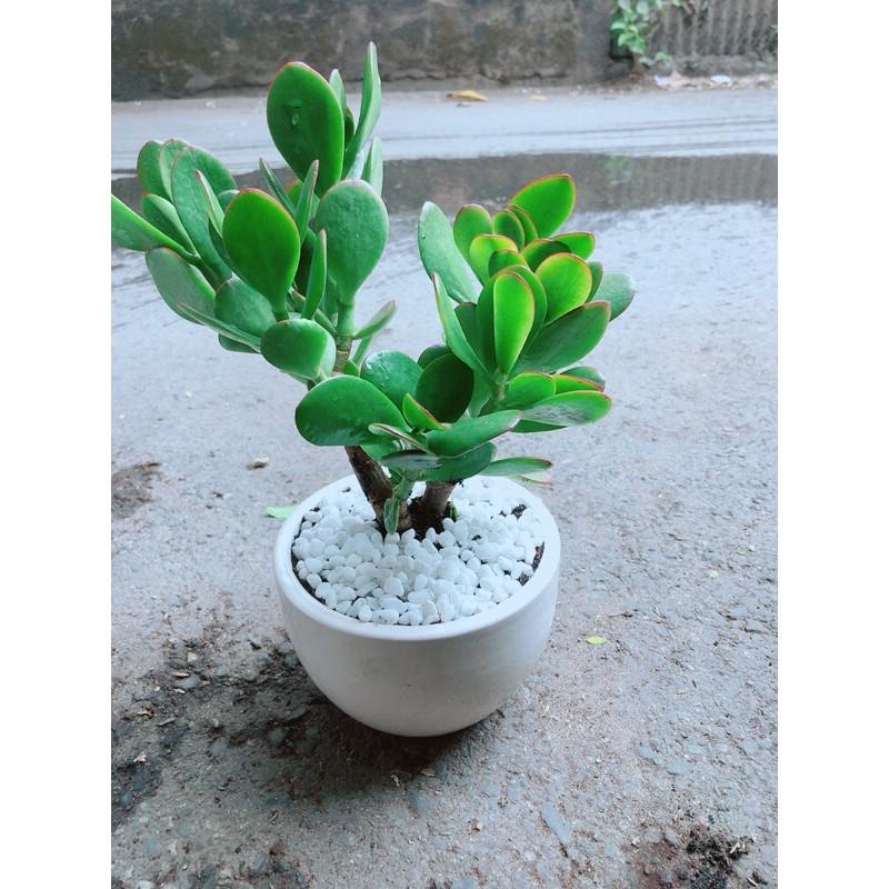 Chậu Cây Ngọc Bích