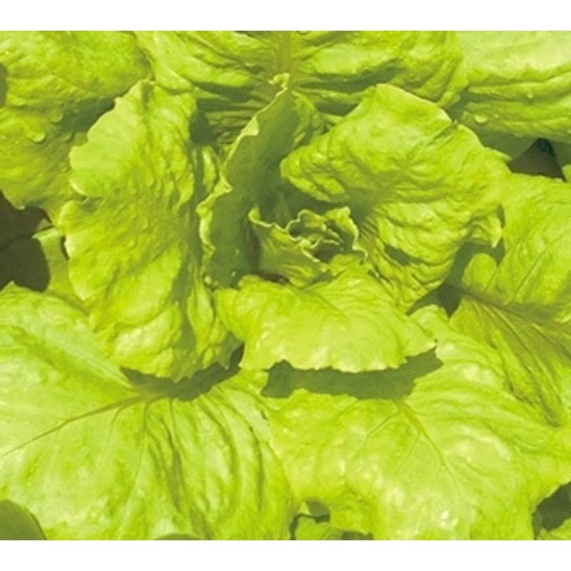 Hạt giống xà lách vàng cao sản Phú Nông gói 10gram