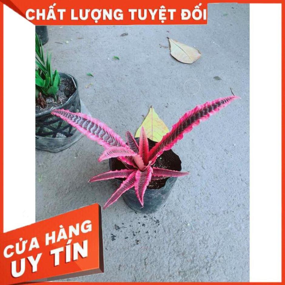 Cây Dứa Đuôi Phụng Nhiều Người Mua