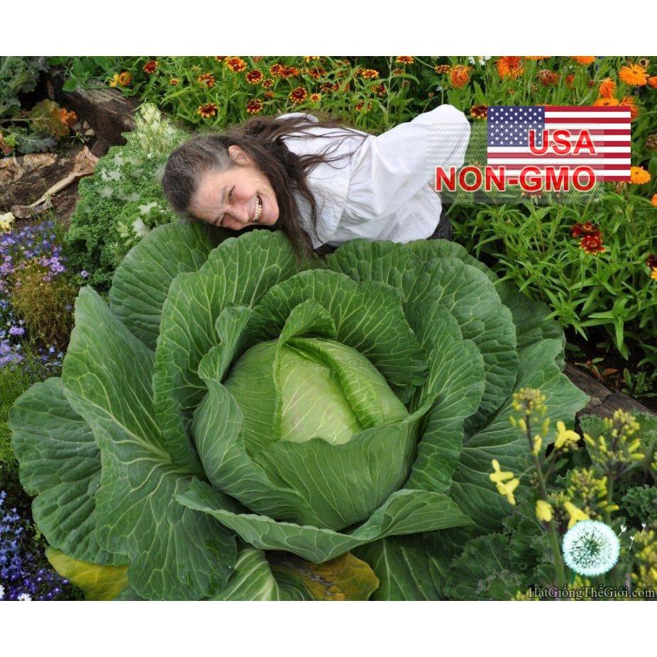 15h Hạt Giống Cải Bắp Khổng Lồ 7kg Pháp