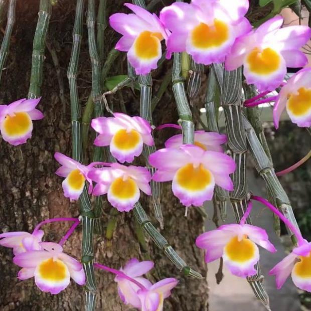 1 bảng lan long tu đá hoa tím hàng rừng thuần chậu siêu to, hoa siêu đẹp + Tặng 01 cây dâu da đất
